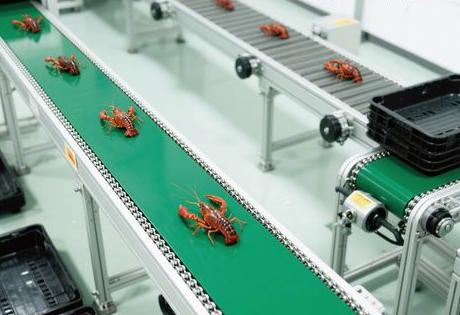 小龙虾烘干输送线